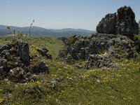 F, Lozere, Fraissinet-de-Fourques, Nimes-le-Vieux 12, Saxifraga-Marijke Verhagen